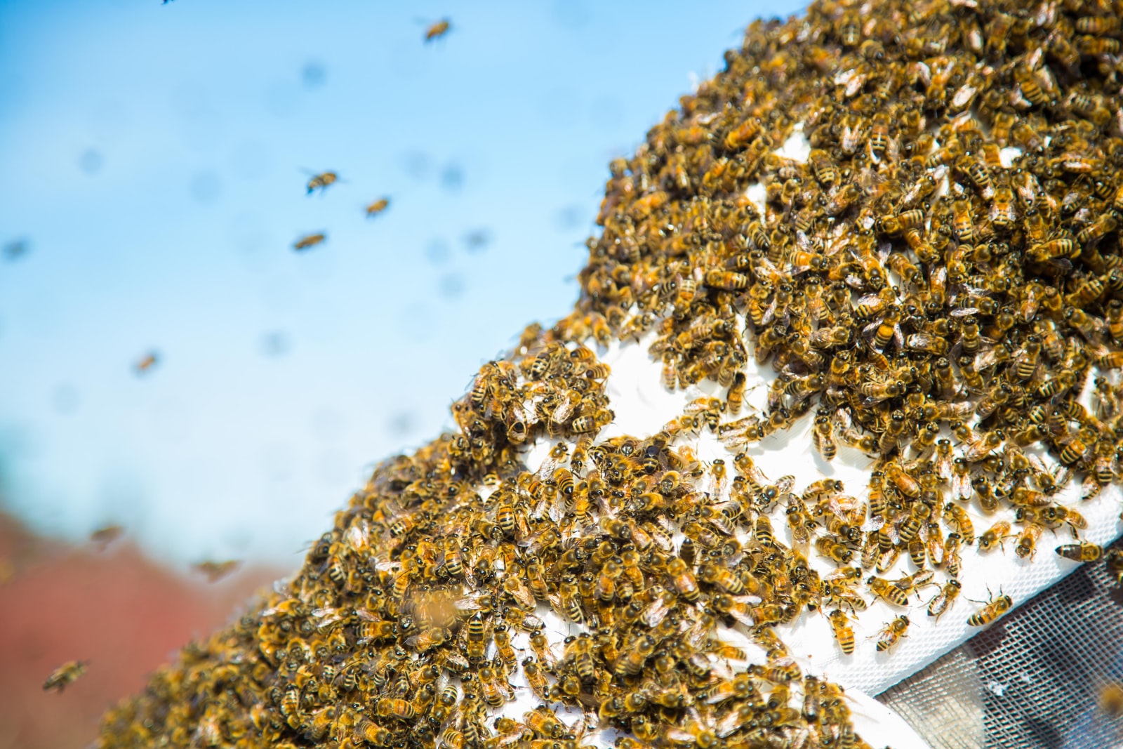 50,000 Honeybees Swarm QRO Solutions!